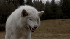 a white wolf standing on top of a dry grass covered field with trees in the background