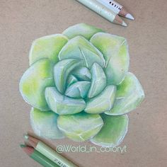 a drawing of a green succulent with two crayons next to it