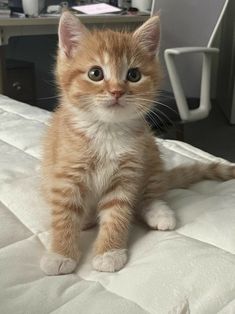 an orange and white kitten sitting on top of a bed