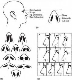 the diagram shows different stages of nose surgery