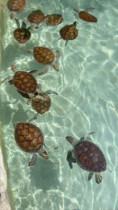 several turtles swimming in the clear blue water