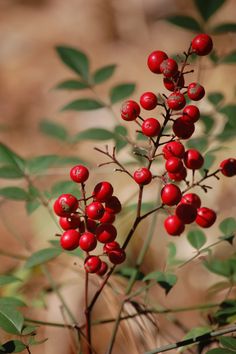 some red berries are growing on the tree