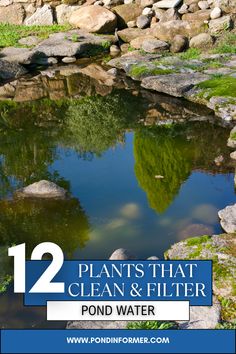 the pond is surrounded by rocks and grass with text overlay that reads 12 plants that clean & filter pond water