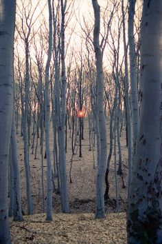 the sun is shining through the trees in the woods