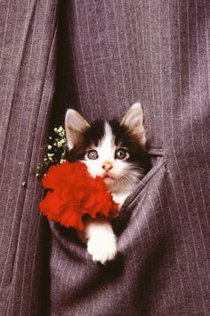 a small kitten in a suit pocket with a red flower on it's lap