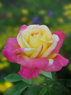 a pink and yellow rose with green leaves in the foreground on a blurry background