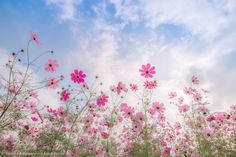 pink flowers are blooming in the field under a blue sky with fluffy white clouds