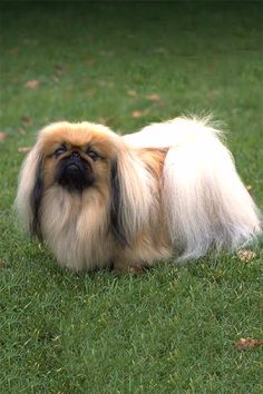 a small brown and white dog sitting on top of a lush green grass covered field