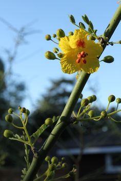 a yellow flower with green stems and buds in the foreground, against a blue sky