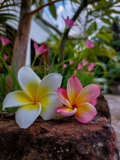 two white and yellow flowers sitting on top of a stone slab in front of palm trees