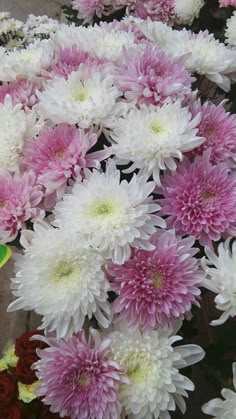 a bunch of white and pink flowers are in the middle of a flower bed,