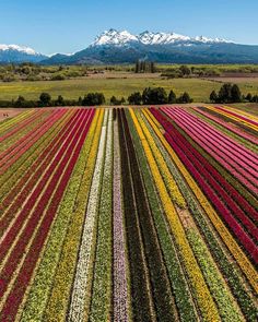 a large field full of flowers with mountains in the background