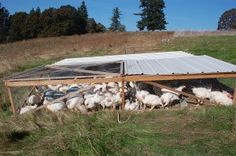 chickens in a chicken coop on the side of a hill with a metal roof over them