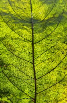 a close up view of a green leaf