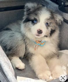 a fluffy puppy is sitting in an open suitcase with its paws on the ground and looking at the camera