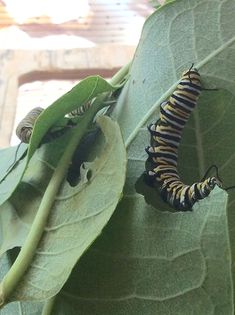 the caterpillars are all lined up on the leaf