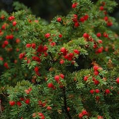 small red berries are growing on the branches of a tree