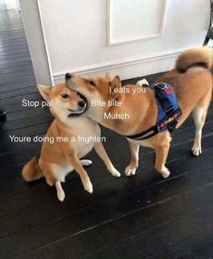 two dogs standing next to each other in front of a door with words written on it