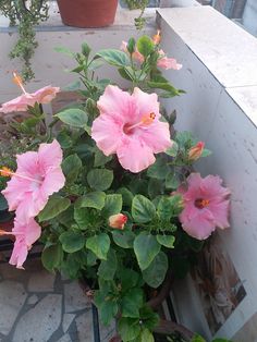 some pink flowers are growing in a pot