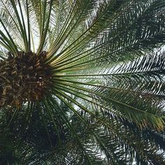 the top of a palm tree with lots of green leaves on it's branches