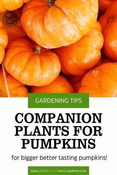 Learn the best companion plants to plant with pumpkin. Companion plants for pumpkins will help you grow the best pumpkin patch ever! Pumpkins steal the show in autumn, the secret to growing a impressive patch lies in what you plant around them. From natural pest deterrents to pollinator magnets, discover how to create a pumpkin patch that practically grows itself. By the end, you’ll have a companion planting strategy that’s as organic and rewarding as the pumpkins you harvest.