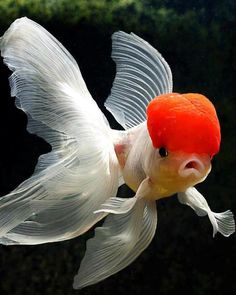 a white fish with an orange head is swimming in the water and has its wings spread out