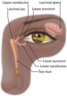 the anatomy of the eye and part of the nose