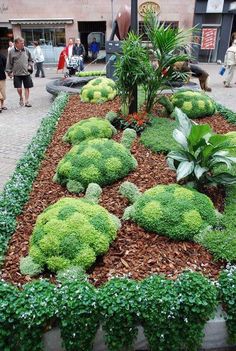 an image of a garden with broccoli and plants in the center, on instagram