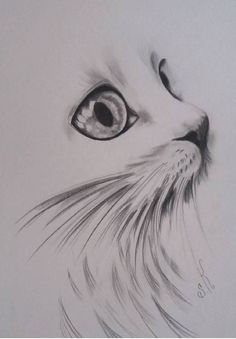 a pencil drawing of a cat's eye