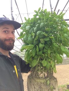 a man standing next to a potted plant in a greenhouse with lots of green leaves