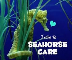 an image of seahorse in the water with text overlaying it that reads, into to seahorse care