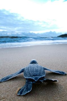 a baby sea turtle crawling on the sand at the ocean's edge with blue sky and clouds in the background