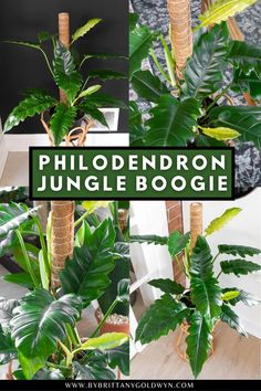 a collage of photos showing different types of plants and the words, phlodendron jungle boogie