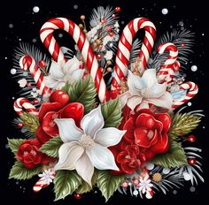 christmas flowers and candy canes on a black background