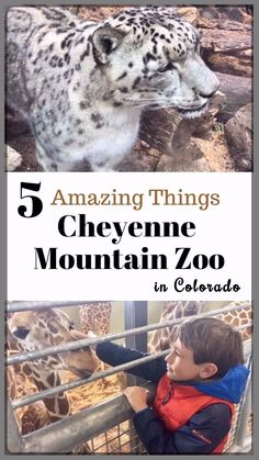 a young boy petting a snow leopard at the zoo with text overlay reading 5 amazing things chevene mountain zoo in colorado