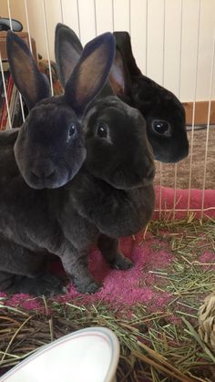 two black rabbits sitting next to each other on top of hay in a caged area