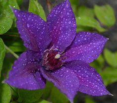 a purple flower with water droplets on it