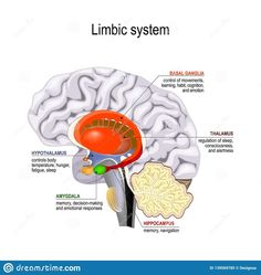 the limbic system with labeled parts and text on white background stock photo, images and royalty