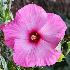 a large pink flower with green leaves around it