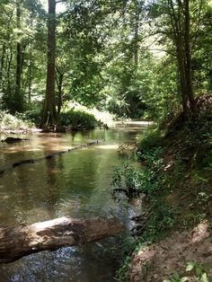 a stream running through a lush green forest