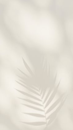 the shadow of a palm tree leaf on a white and gray background with soft shadows