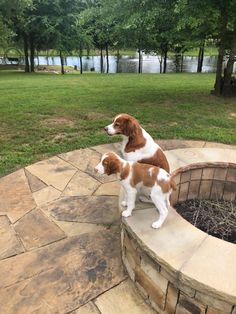 two brown and white dogs standing on top of a stone wall next to a fire pit