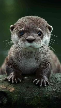 Funny Ferrets, Otters Cute, Cute Ferrets, Baby Otters, Your Adorable, Lovely Creatures, Super Cute Animals