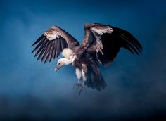 an eagle flying through the air with its wings spread