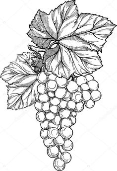 Grape Drawing, Wine Glass Drawing, Wine Grape, Glass Painting Designs, Vine Tattoos, Flower Drawing Design, Wood Burning Patterns, Leaf Drawing