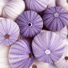 purple and white sea urchins with brown spots on them are arranged in a pile