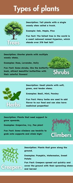 the different types of plants that are in this info sheet, and what they mean to be