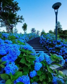 blue flowers are blooming in front of a lamp post and steps that lead up to it