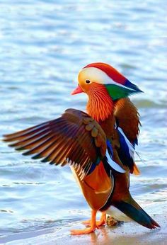 a colorful bird standing on the beach with its wings spread out and it's feet in the water