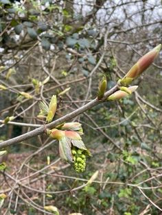 some buds on a tree branch in the woods